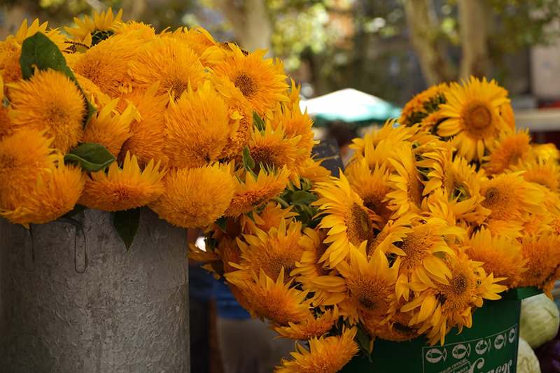 Sonnenblumen Sonnenblumen